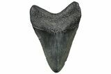 Fossil Megalodon Tooth - South Carolina #300219-1